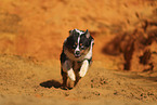 Miniature Australian Shepherd