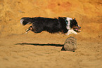 Miniature Australian Shepherd