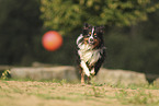 Miniature Australian Shepherd
