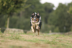 Miniature Australian Shepherd