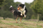 Miniature Australian Shepherd