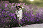 female Miniature Australian Shepherd