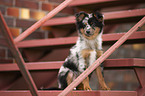 Miniature Australian Shepherd puppy