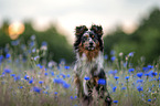 Miniature Australian Shepherd