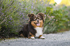 Miniature Australian Shepherd
