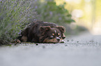 Miniature Australian Shepherd