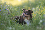 Miniature Australian Shepherd