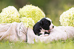 3 weeks old Miniature Australian Shepherd
