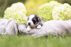 3 weeks old Miniature Australian Shepherd
