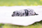 3 weeks old Miniature Australian Shepherd