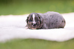 3 weeks old Miniature Australian Shepherd