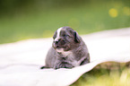3 weeks old Miniature Australian Shepherd