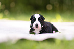 3 weeks old Miniature Australian Shepherd
