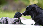 3 weeks old Miniature Australian Shepherd