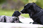 3 weeks old Miniature Australian Shepherd
