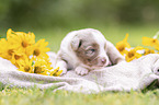 3 weeks old Miniature Australian Shepherd