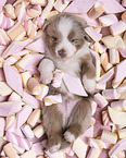 4 weeks old Miniature Australian Shepherd puppy