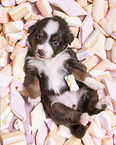 4 weeks old Miniature Australian Shepherd puppy