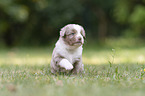 4 weeks old Miniature Australian Shepherd puppy