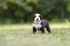 4 weeks old Miniature Australian Shepherd puppy