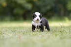 4 weeks old Miniature Australian Shepherd puppy