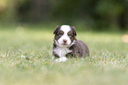4 weeks old Miniature Australian Shepherd puppy