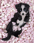 5 weeks old Miniature Australian Shepherd puppy