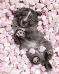 5 weeks old Miniature Australian Shepherd puppy