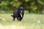 5 weeks old Miniature Australian Shepherd puppy