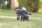 5 weeks old Miniature Australian Shepherd puppy