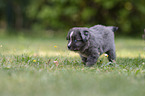 5 weeks old Miniature Australian Shepherd puppy