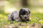4 weeks old Miniature Australian Shepherd puppy