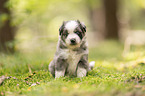 4 weeks old Miniature Australian Shepherd puppy