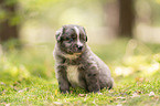 4 weeks old Miniature Australian Shepherd puppy