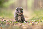 4 weeks old Miniature Australian Shepherd puppy