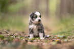 4 weeks old Miniature Australian Shepherd puppy