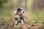 4 weeks old Miniature Australian Shepherd puppy