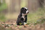 4 weeks old Miniature Australian Shepherd puppy