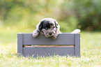 4 weeks old Miniature Australian Shepherd puppy