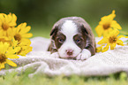 3 weeks old Miniature Australian Shepherd puppy