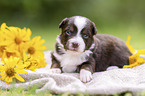 3 weeks old Miniature Australian Shepherd puppy