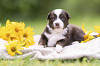 3 weeks old Miniature Australian Shepherd puppy