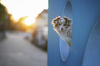 Miniature Australian Shepherd