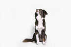 Miniature Australian Shepherd
