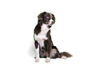 Miniature Australian Shepherd