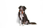 Miniature Australian Shepherd