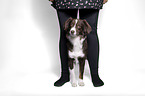 Miniature Australian Shepherd