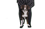 Miniature Australian Shepherd