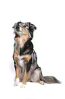 Miniature Australian Shepherd