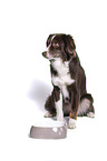 Miniature Australian Shepherd